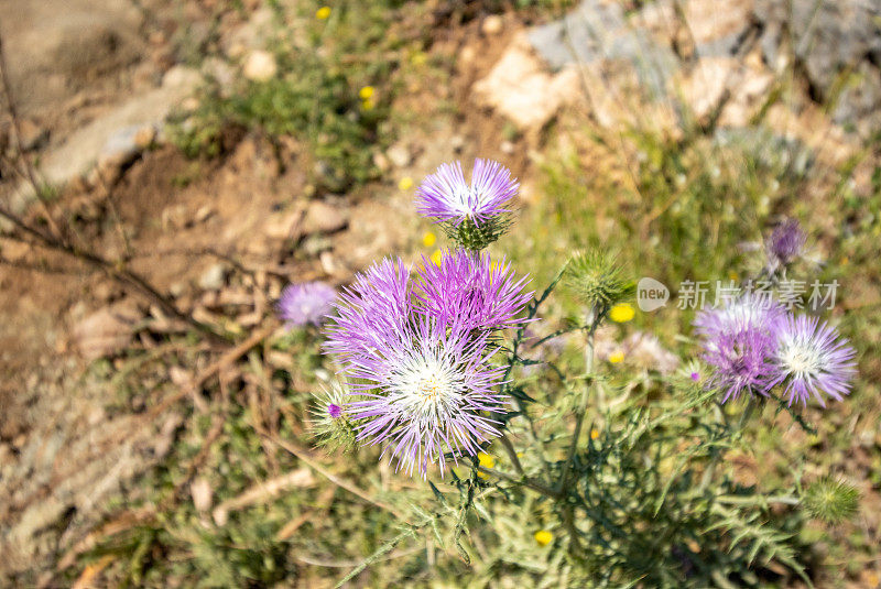 紫奶蓟(Galactites tomentosus)在希腊克里特岛的Rethymno省